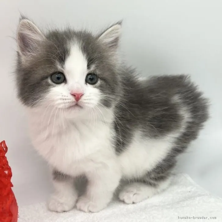 ID:2306-03221の子猫