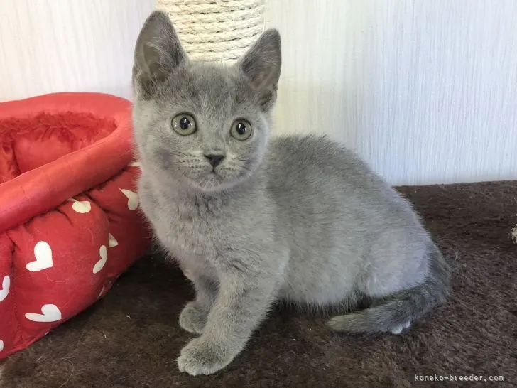 ID：2203-01705の子猫