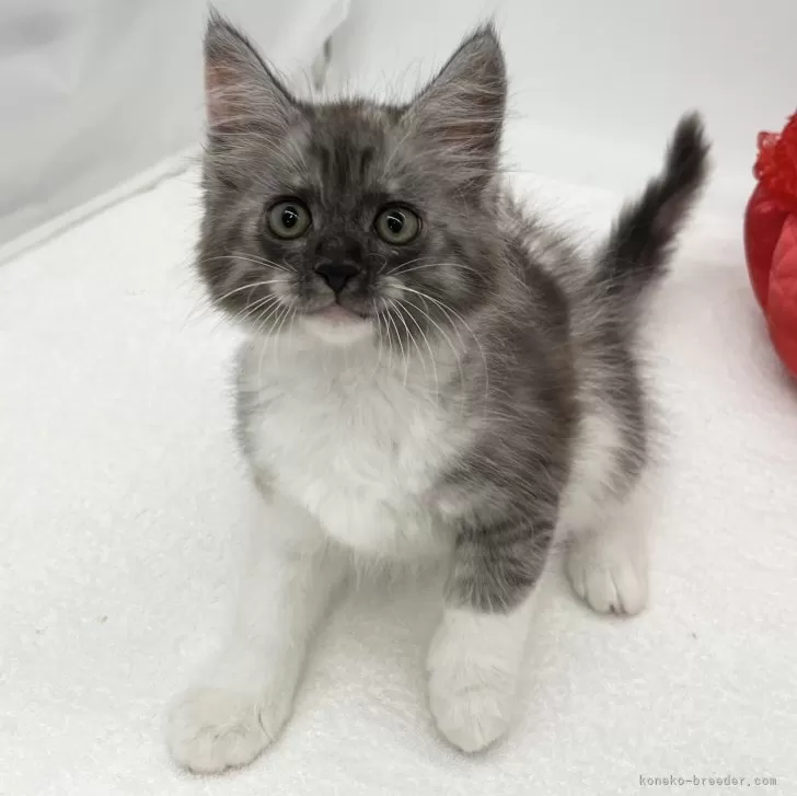 ID:2406-02073の子猫