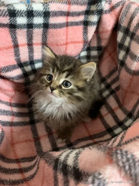 ID：2004-02106の子猫