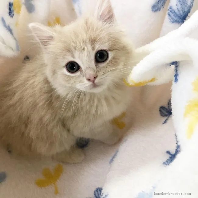 ID:1905-01812の子猫