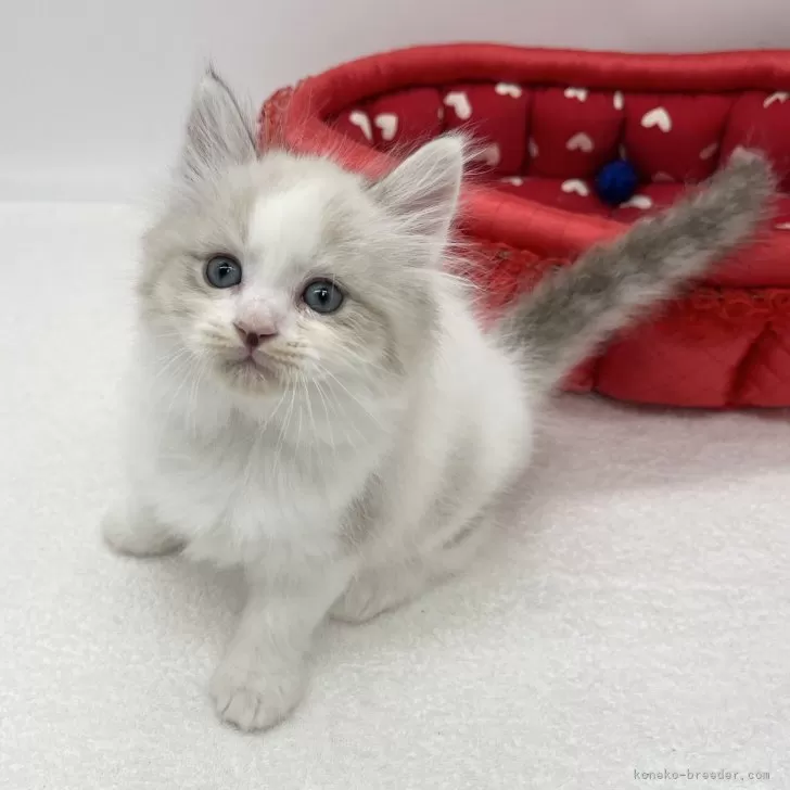 ID：2409-00987の子猫