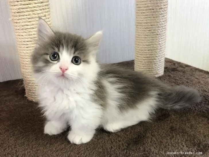 KU 様のお迎えした子猫