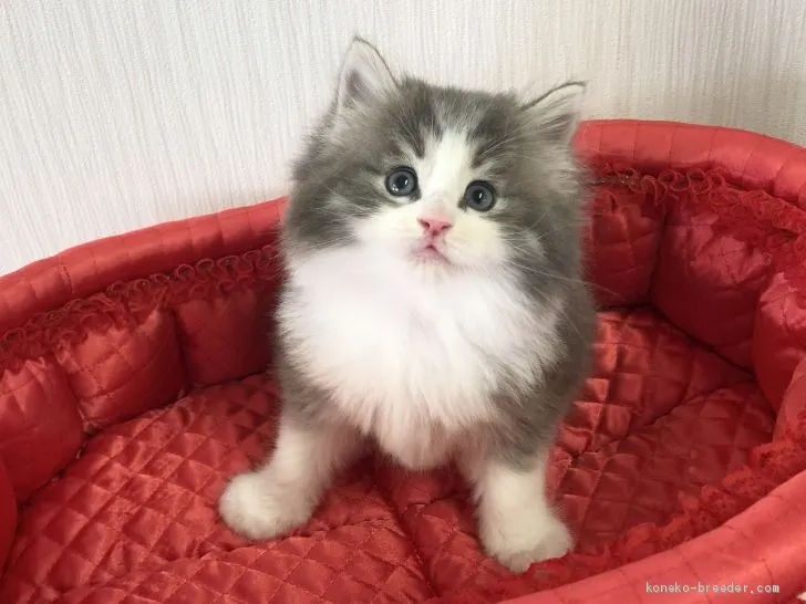 hirata 様のお迎えした子猫