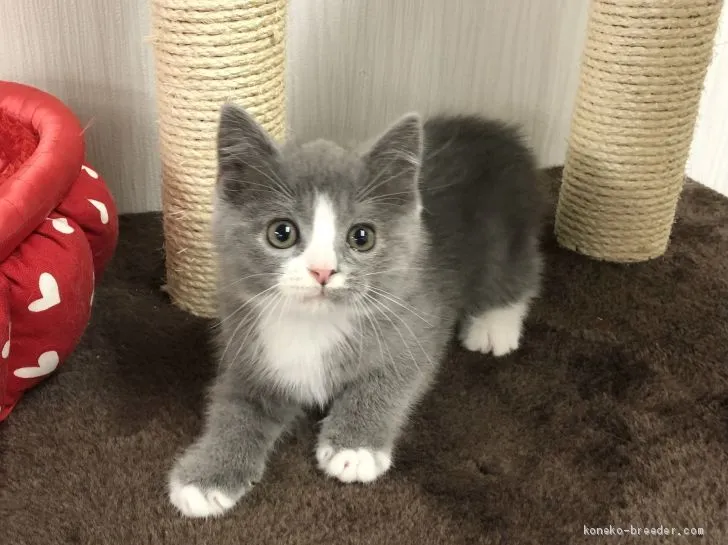 ID:2011-00883の子猫