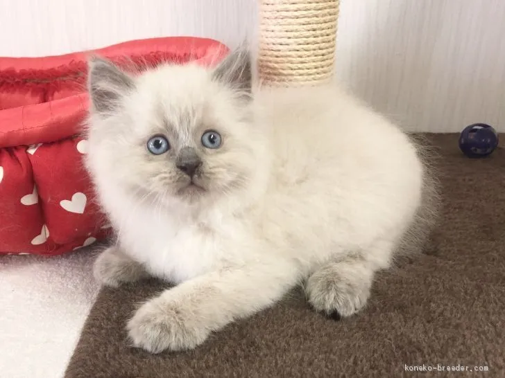 ID:2102-00042の子猫