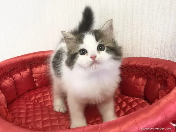 ID:2110-00876の子猫