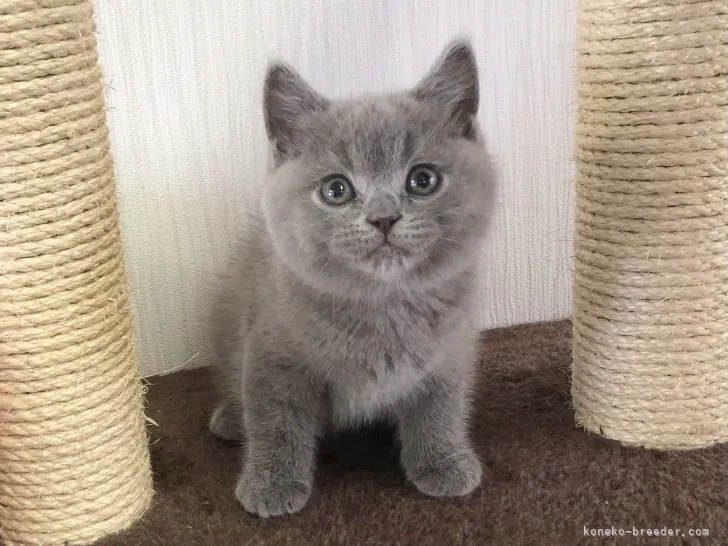 ID:2104-01414の子猫