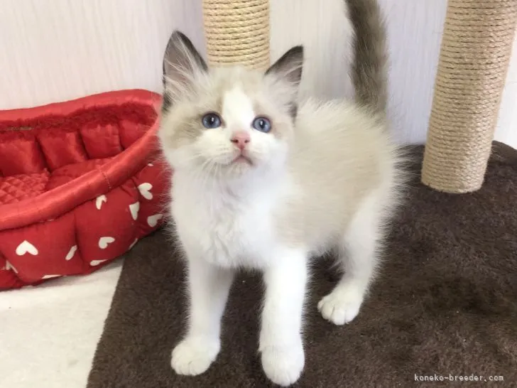 ID:2107-00401の子猫