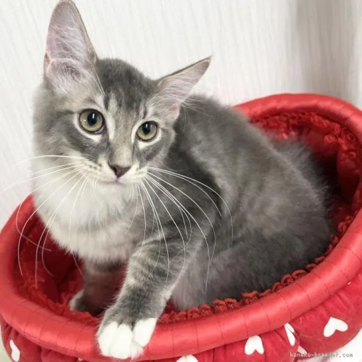 ID:2210-01678の子猫