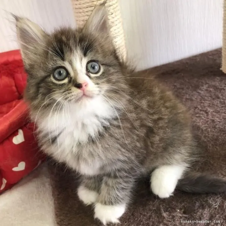 ID:2206-02292の子猫