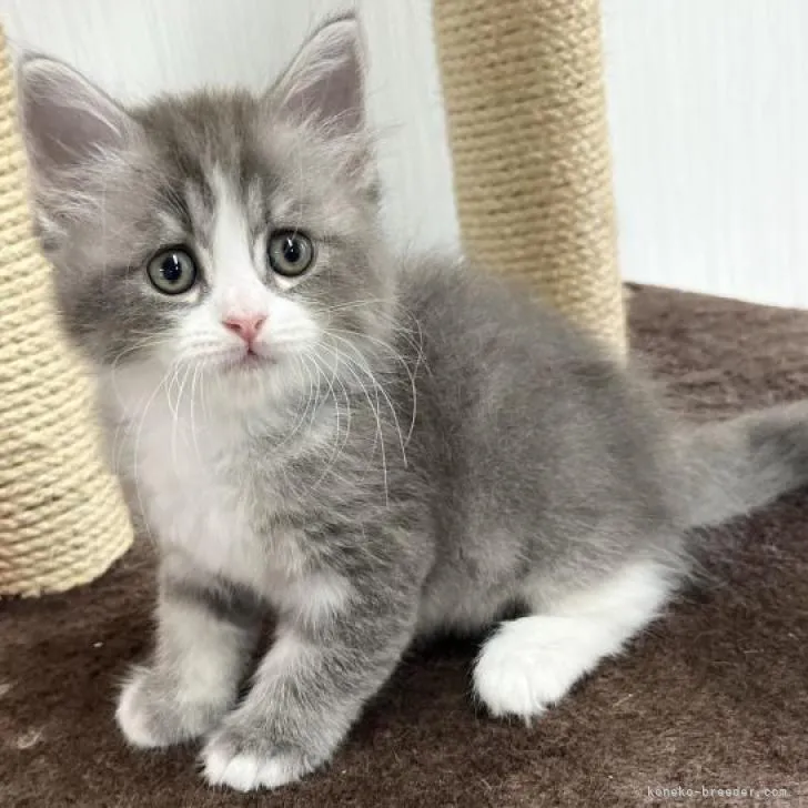 ID：2210-01670の子猫