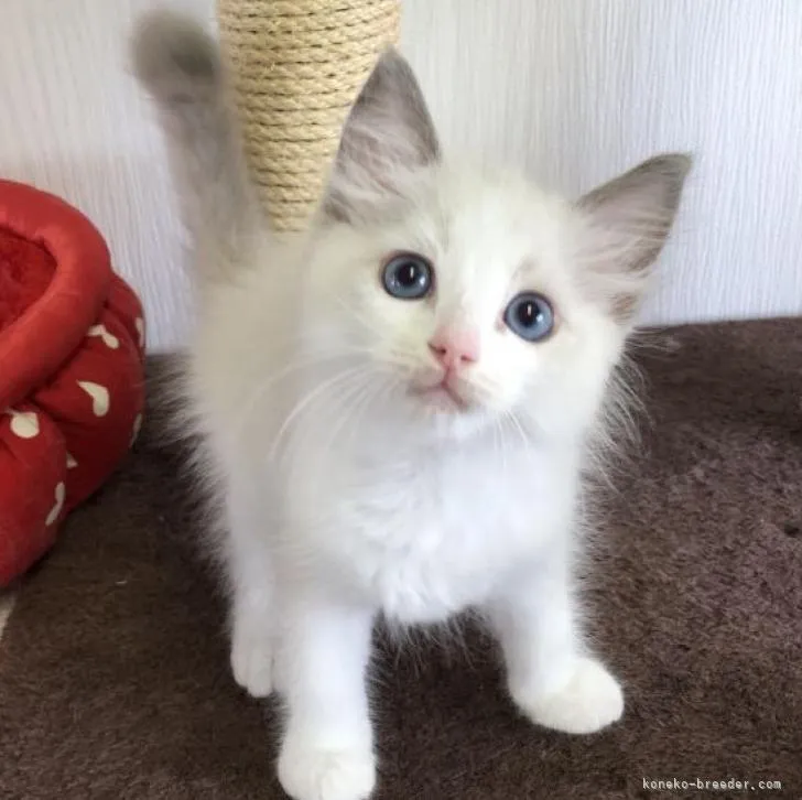 ID:2208-00909の子猫