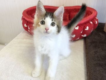 メインクーン【愛知県・女の子・2022年3月2日・ブラウンパッチドタビー&ホワイト】の写真「人気の猫ちゃん✨」