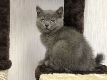 ブリティッシュショートヘア【愛知県・男の子・2020年5月28日・ブルー】の写真「初心者の方にもおすすめ✨」