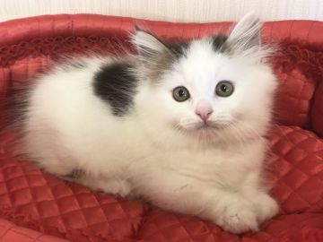 マンチカン(短足)【愛知県・男の子・2021年12月22日・ブラウンタビー&ホワイト（ロングヘアー）】の写真「人気の短足ちゃん♪」