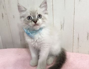 ミヌエット【愛知県・男の子・2022年4月14日・ブルーリンクスポイント&ホワイト（ロングヘアー）】の写真「見学と同時にお引き渡しOKです！！」