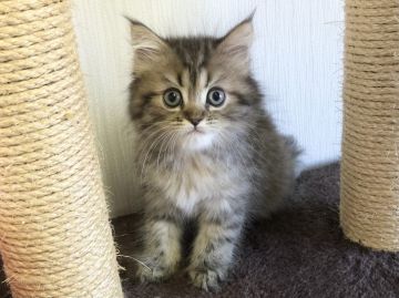 ラガマフィン【愛知県・女の子・2021年11月17日・ブラウンパッチドタビー】の写真「パッチリおめめ✨」