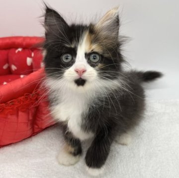 ラガマフィン【愛知県・女の子・2023年7月19日・キャリコ】の写真「人気の三毛猫ちゃん♪」