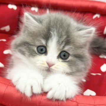 ブリティッシュロングヘア【愛知県・女の子・2023年6月21日・ブルータビー&ホワイト】の写真「激かわ女の子💕」