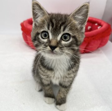 マンチカン(長足)【愛知県・男の子・2023年12月13日・ブラウンタビー&ホワイト】の写真「アイラインくっきり✨」