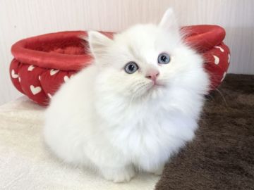 マンチカン(短足)【愛知県・男の子・2022年3月9日・クリームポイント&ホワイト（ロングヘアー）】の写真「激カワ💕マンチカン✨」