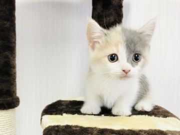 マンチカン(短足)【愛知県・女の子・2020年5月15日・ダイリュートキャリコ】の写真「可愛い短足ちゃん💕」