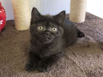 マンチカン(長足)【愛知県・男の子・2021年7月21日・ブラック】の写真「愛嬌たっぷり✨」