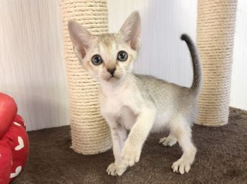 シンガプーラ【愛知県・男の子・2020年9月4日・セピアアグーチ】の写真「小さくて可愛い❤️」