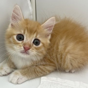 マンチカン(長足)【愛知県・男の子・2023年5月31日・レッドタビー&ホワイト（ロングヘアー）】の写真「ふわふわロングヘアー✨」