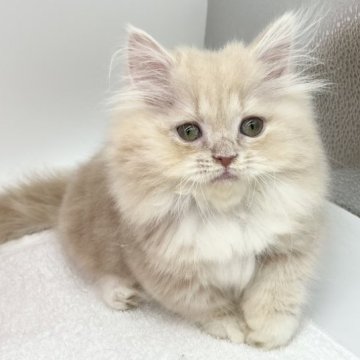 マンチカン(短足)【愛知県・男の子・2023年4月29日・クリームタビー&ホワイト（ロングヘアー）】の写真「激カワ💕短足ちゃん！」