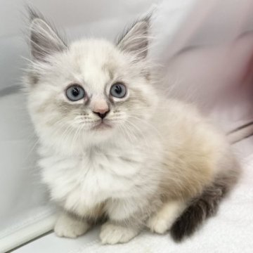 マンチカン(短足)【愛知県・女の子・2023年10月18日・ブルーリンクスポイント&ホワイト（ロングヘアー）】の写真「可愛いまん丸おめめ💞」