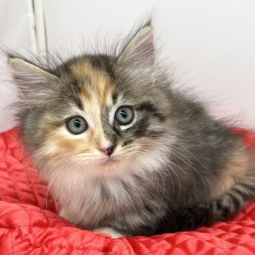 マンチカン(短足)【愛知県・女の子・2023年10月18日・ブラウンパッチドタビー&ホワイト（ロングヘアー）】の写真「美人さん✨」