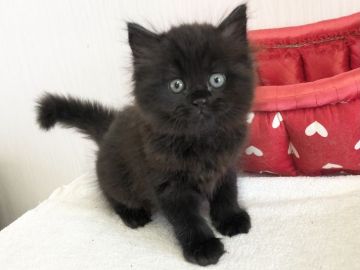 ラガマフィン【愛知県・女の子・2021年7月21日・ブラック】の写真「人気の黒猫ちゃん🐈‍⬛」