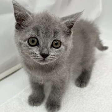 ブリティッシュショートヘア【愛知県・男の子・2023年8月23日・ブルー】の写真「性格の良い子♪」