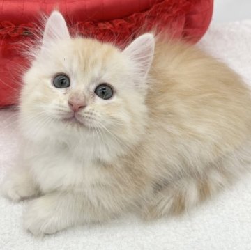 マンチカン(短足)【愛知県・女の子・2023年5月31日・カメオタビー&ホワイト（ロングヘアー）】の写真「激カワちゃん💕」