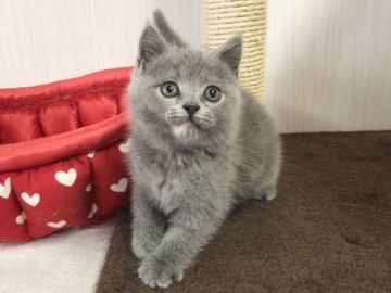 ブリティッシュショートヘア【愛知県・女の子・2020年12月18日・ブルークリーム】の写真「遊び好き🎵」