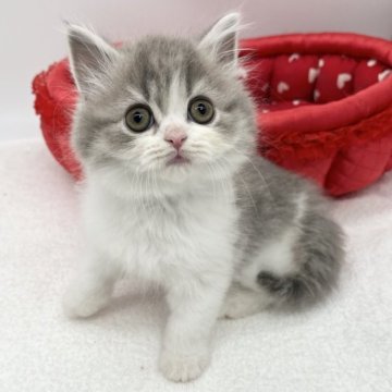 ブリティッシュショートヘア【愛知県・男の子・2023年8月23日・ブルータビー&ホワイト】の写真「ふわふわ可愛い💕」
