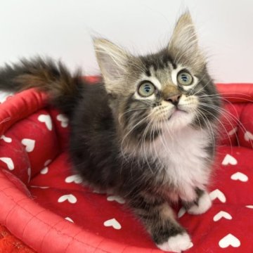 メインクーン【愛知県・女の子・2023年6月21日・ブラウンパッチドタビー&ホワイト】の写真「やさしい女の子❤️」