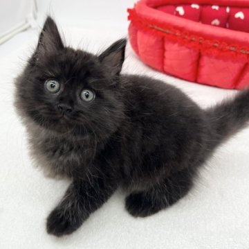 ラガマフィン【愛知県・男の子・2024年1月3日・ブラック】の写真「可愛い黒猫ちゃん🐈‍⬛」