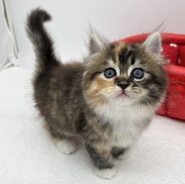 ラガマフィン【愛知県・女の子・2024年6月5日・ブラウンパッチドタビー&ホワイト】の写真「可愛い女の子❤️」