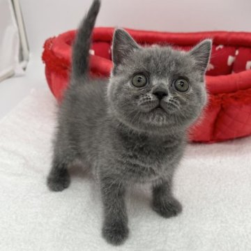 ブリティッシュショートヘア【愛知県・女の子・2023年8月2日・ブルー】の写真「愛嬌たっぷり！！」