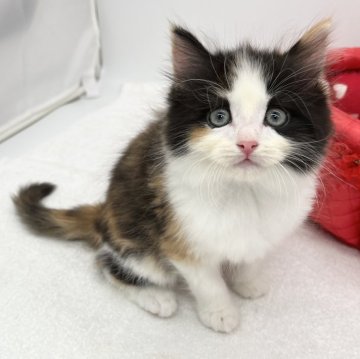 ラガマフィン【愛知県・女の子・2024年1月10日・ブラウンパッチドタビー&ホワイト】の写真「人が大好き💞」