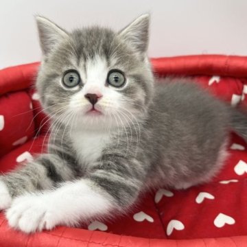 ブリティッシュショートヘア【愛知県・男の子・2023年6月21日・ブルータビー&ホワイト】の写真「人懐っこい子♪」