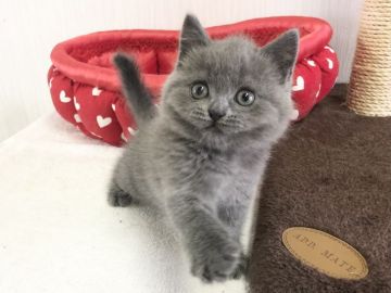 ブリティッシュショートヘア【愛知県・男の子・2021年4月15日・ブルー】の写真「おもちゃ大好き✨」