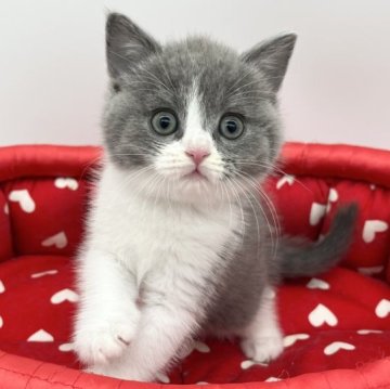 ブリティッシュショートヘア【愛知県・男の子・2023年6月21日・ブルー&ホワイト】の写真「人が大好き💕」