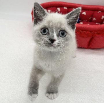 ブリティッシュショートヘア【愛知県・男の子・2024年5月29日・ブルーポイント&ホワイト】の写真「まん丸おめめ💞」