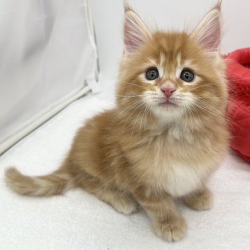 メインクーン【愛知県・男の子・2024年3月20日・レッドタビー】の写真「人気の大型猫ちゃん✨」