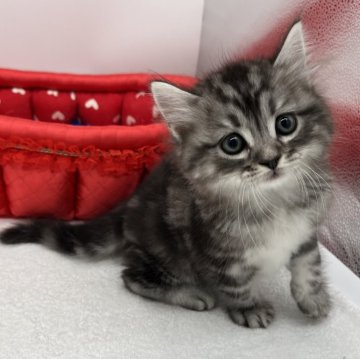 ラガマフィン【愛知県・男の子・2024年5月28日・シルバータビー】の写真「人が大好き🩷」