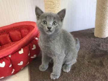 ロシアンブルー【愛知県・女の子・2021年3月26日・ブルー】の写真「美人さん✨」